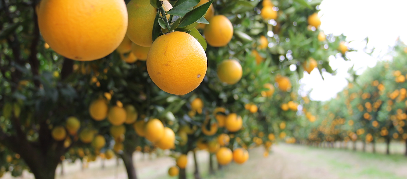 orange grove with pests in corona ca