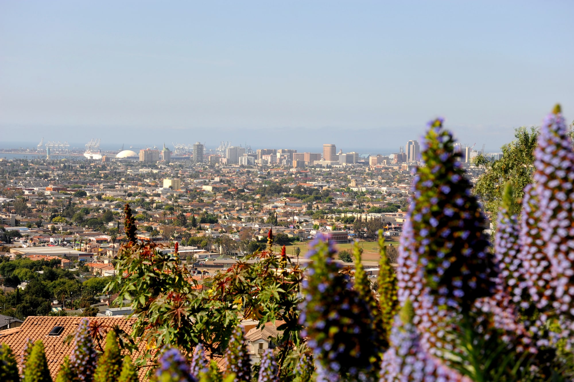 Pest Control in Long Beach