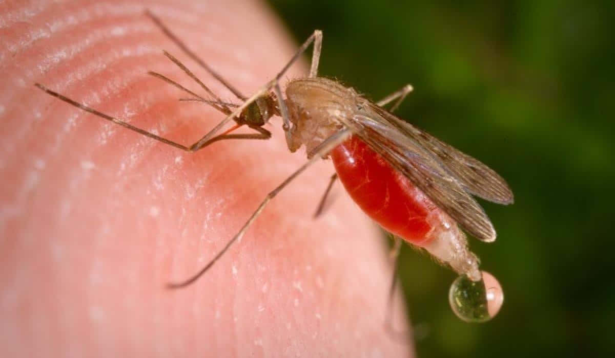 Anopheles Freeborni