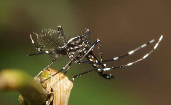 Striped Mosquito 