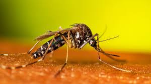 Aedes Mosquito 